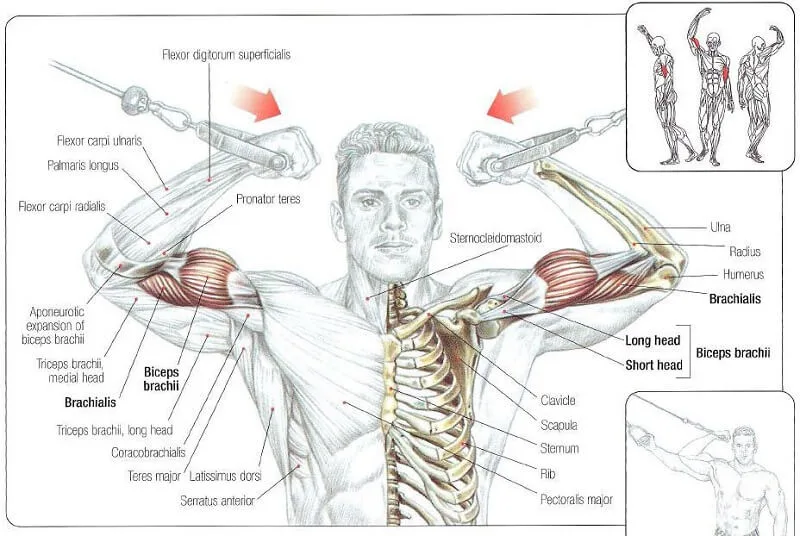 [Resim: High-cable-curl-nereyi-calisitir.jpg.webp]