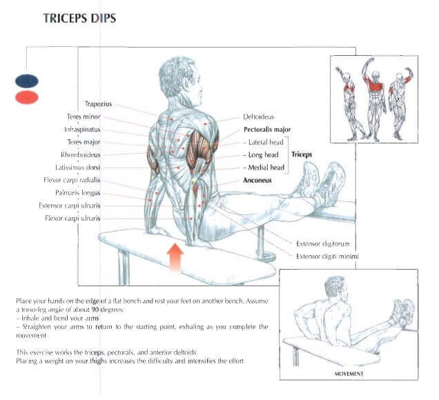 Bench Dips Nasıl Yapılır? / Nereyi Çalıştırır? Fitness&Beast