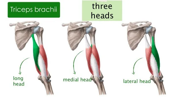 [Resim: triceps-muscle.jpg.webp]