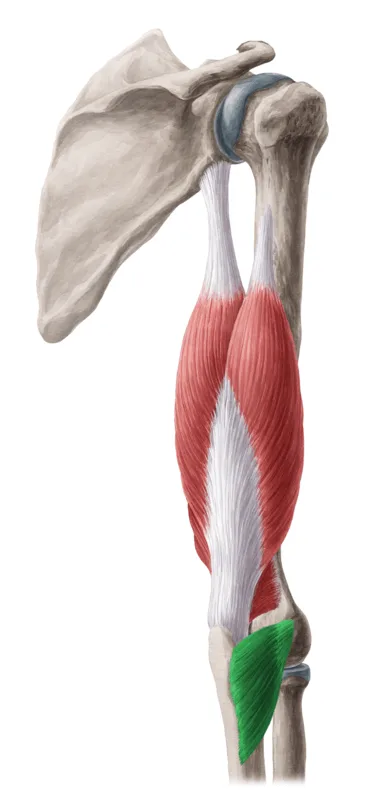 [Resim: Anconeus.png.webp]