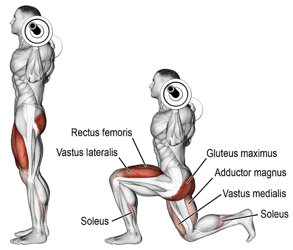 [Resim: Barbell-Lunge-Muscle.png.webp]