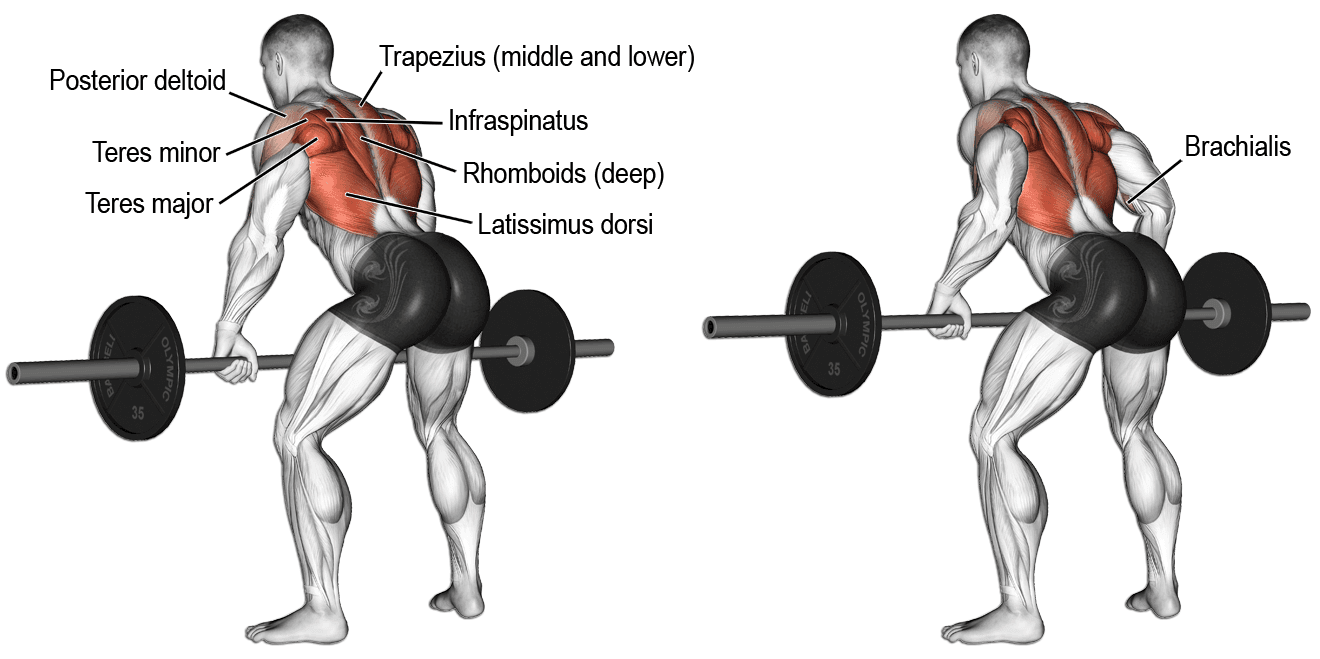 Barbell Row | Bent Row | Nasıl Yapılır? - FitnessAndBeast