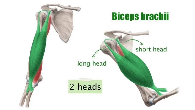 [Resim: Biceps-Brachii.jpg.webp]