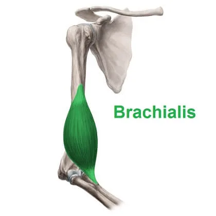 [Resim: Brachialis.jpg.webp]