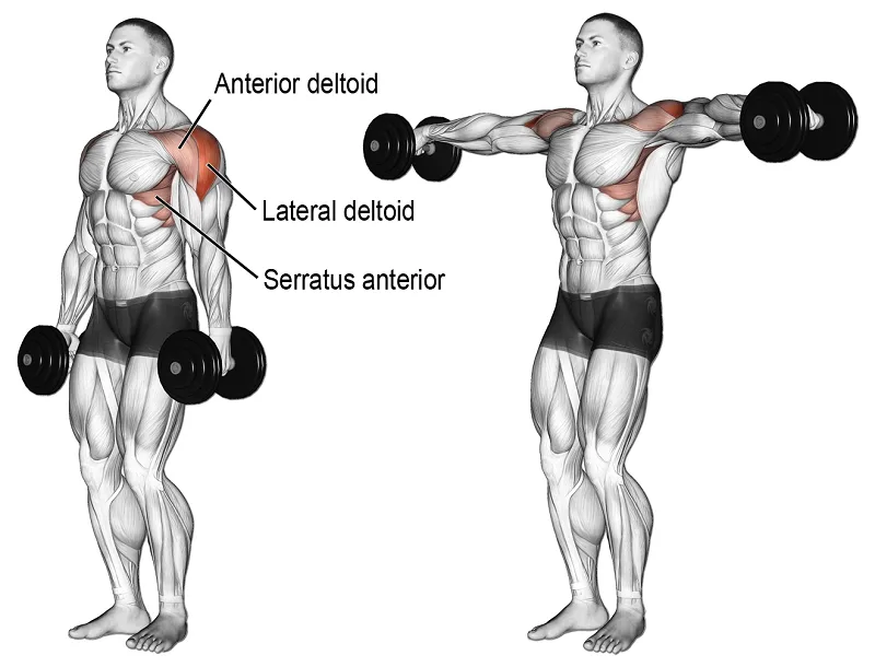 [Resim: Lateral-raise-nereyi-calistirir.png.webp]