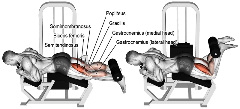 [Resim: Leg-Curl-Muscle.png.webp]