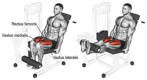 [Resim: Leg-Extension-Muscle.png.webp]