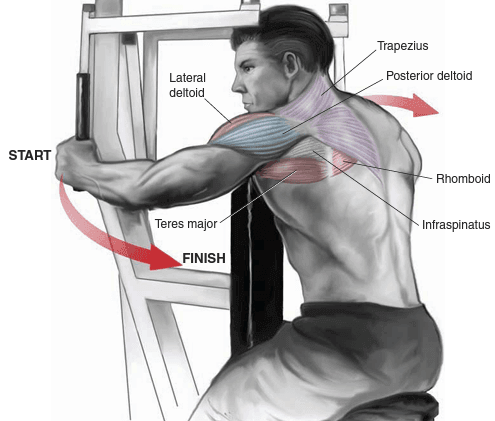 Rear deltoid machine