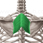 Rhomboideus