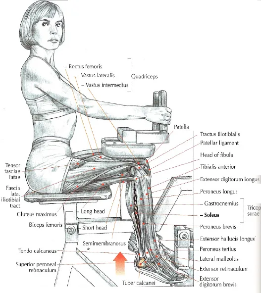 [Resim: Seated-Calf-Raise-Muscle-Kas.png.webp]