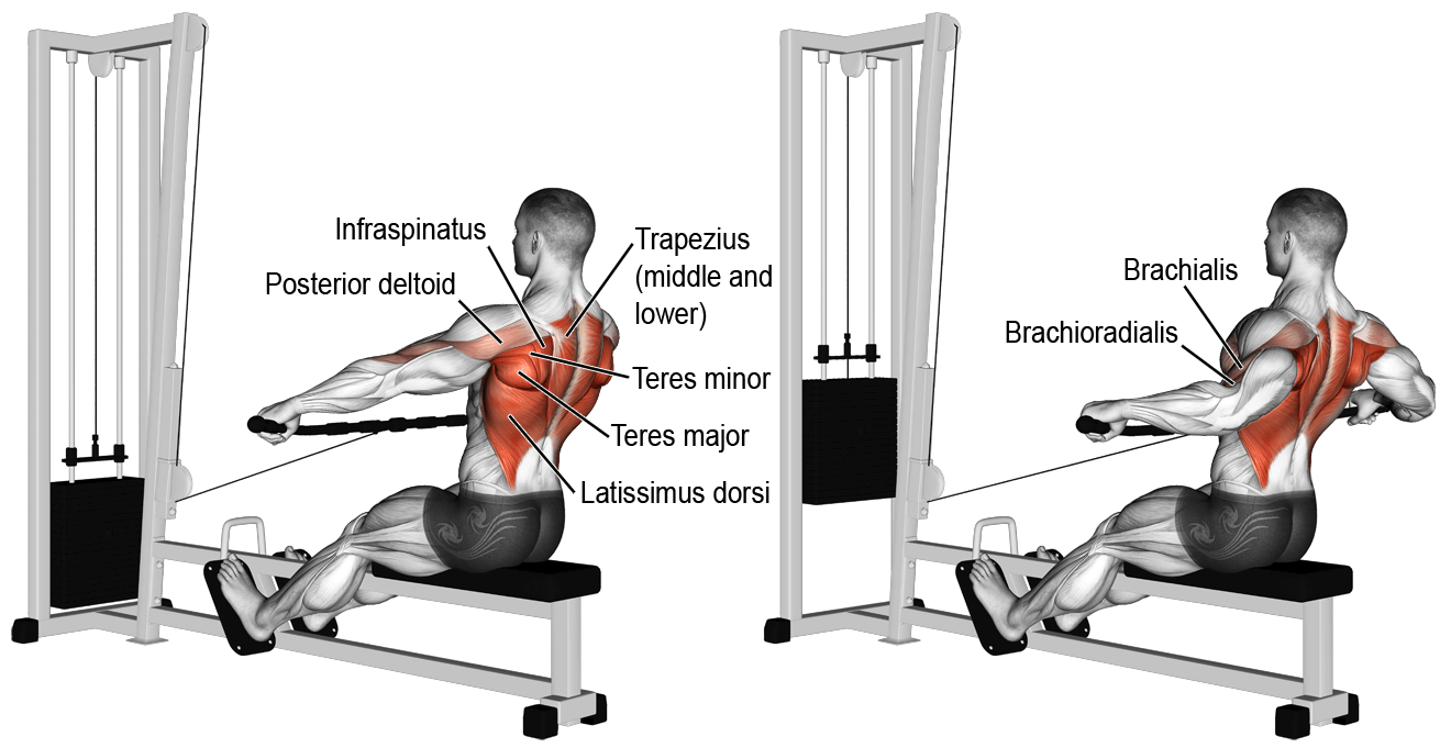 Seated-widebar-cable-row-muscle.png