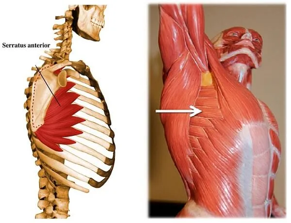 [Resim: Serratus-anterior.jpg.webp]