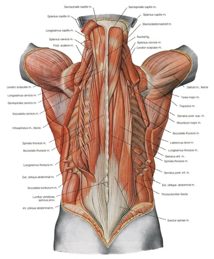 [Resim: Sirt-kas-sistemi-845x1024.jpg.webp]