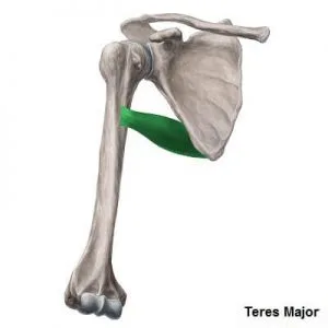 [Resim: Teres-major-300x300.jpg.webp]