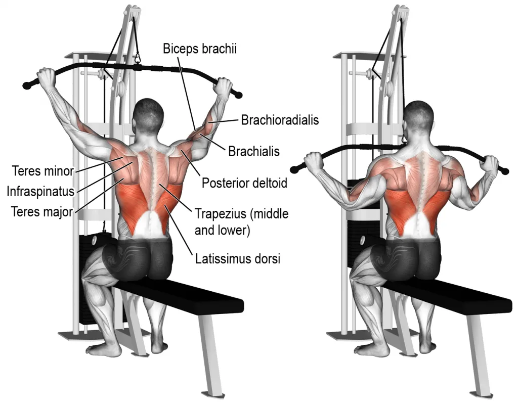 [Resim: Wide-Grip-Lat-Pulldown-Kaslar-1024x797.png.webp]