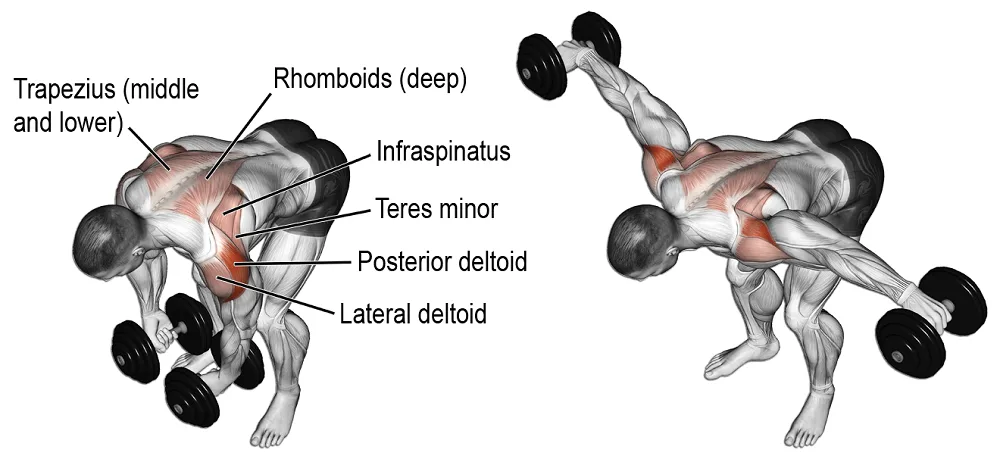 [Resim: bent-over-lateral-raise-nereyi-calistirir.png.webp]