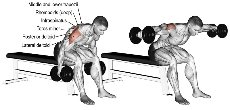[Resim: bent-over-lateral-rise-bench-muscle.png.webp]