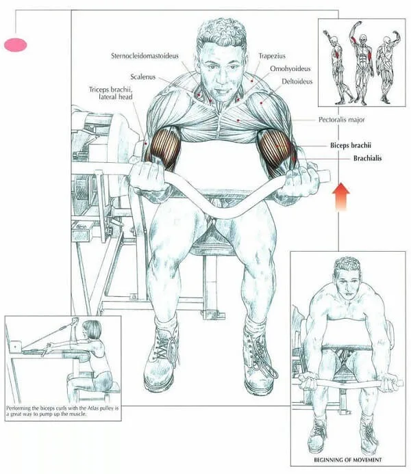 [Resim: biceps-curl-machine-muscle.jpg.webp]