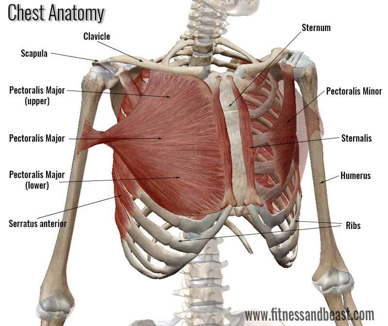 Pectoralis Major Upper yani göğüs kasının üstünde ki Clavicular head of pec...