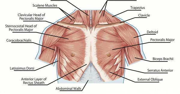 [Resim: chest-anatomy.jpg.webp]