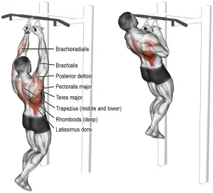 [Resim: close-neutral-grip-pull-up-300x271.png.webp]
