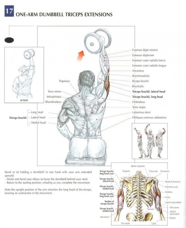 tek kol triceps hareketi