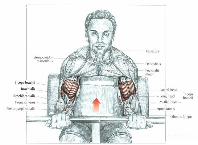 [Resim: preacher-curl-muscle.png.webp]