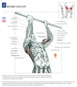 [Resim: reverse-Chin-ups-266x300.jpg.webp]