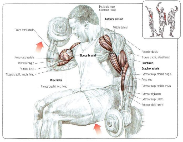 Seated Dumbbell Curl Nasıl Yapılır? FitnessAndBeast