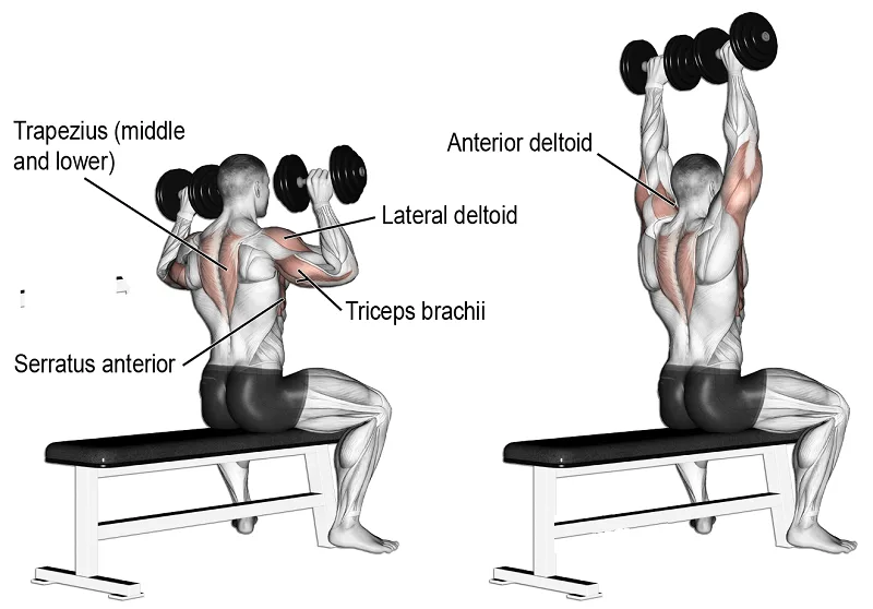 [Resim: seated-dumbbell-shoulder-press-muscle-kas.png.webp]