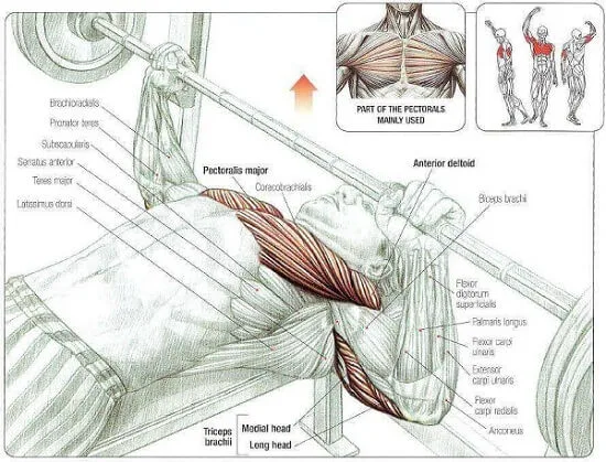 [Resim: Bench-Press-Calisan-Kaslar.jpg.webp]