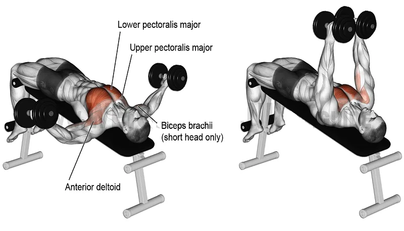 [Resim: Decline-Dumbbell-Fly-muscle.png.webp]