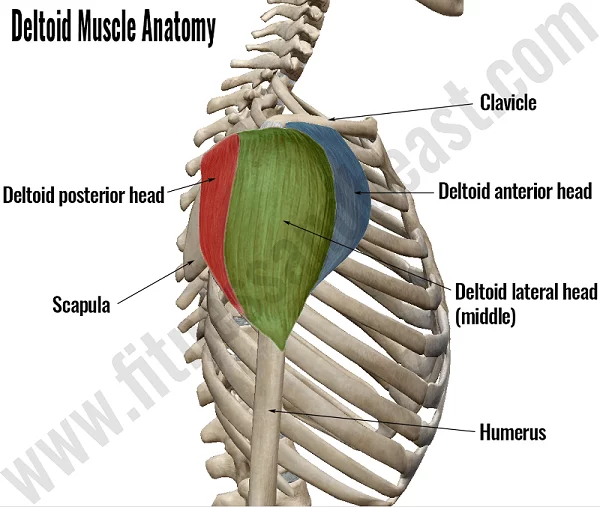 [Resim: deltoid-muscle-anatomy.png.webp]